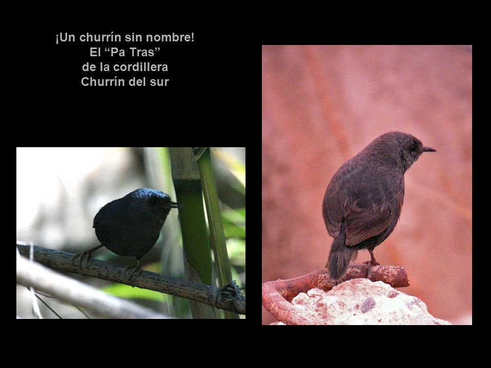 ¡Un churrín sin nombre! El Pa Tras de la cordillera Churrín del sur