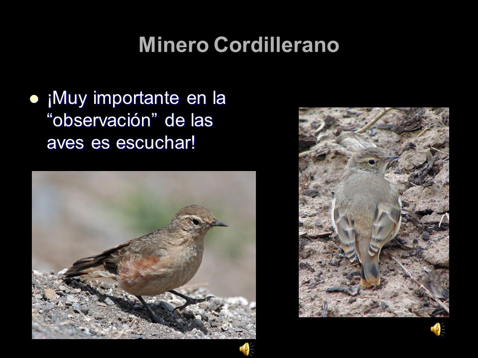 Minero Cordillerano ¡Muy importante en la observación de las aves es escuchar!