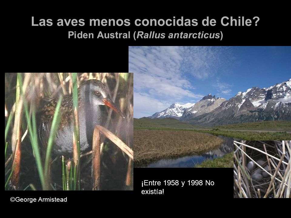 Las aves menos conocidas de Chile Piden Austral (Rallus antarcticus)