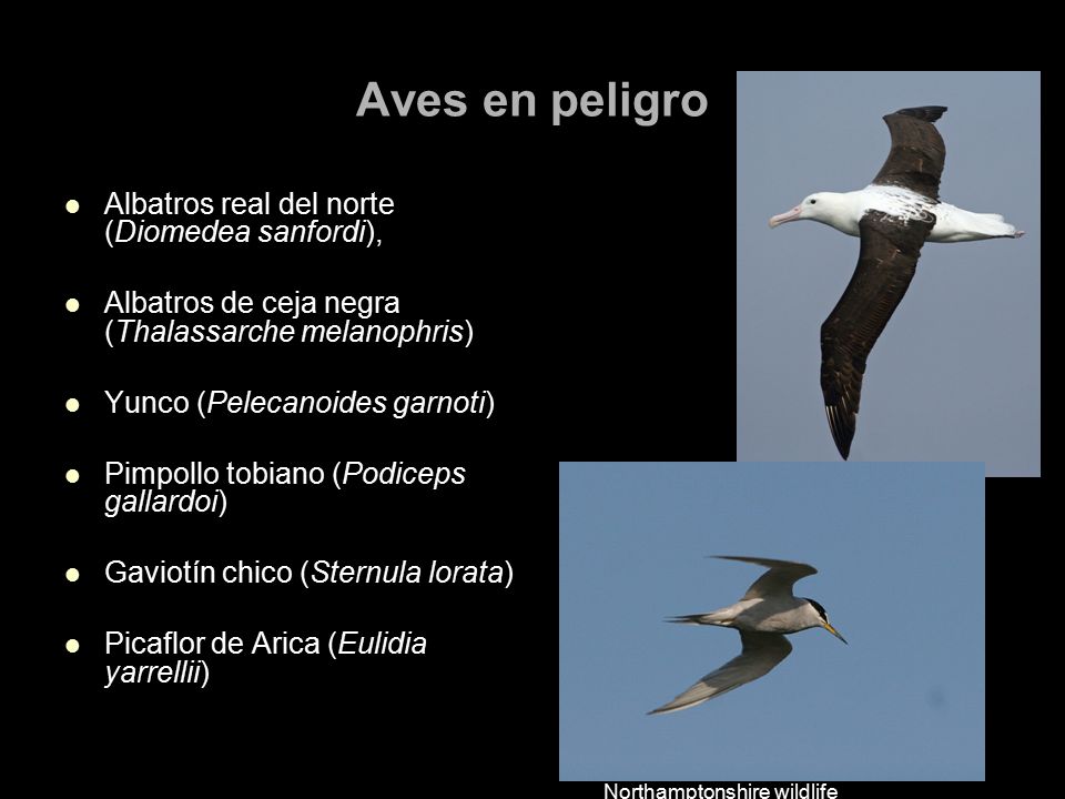 Aves en peligro Albatros real del norte (Diomedea sanfordi),