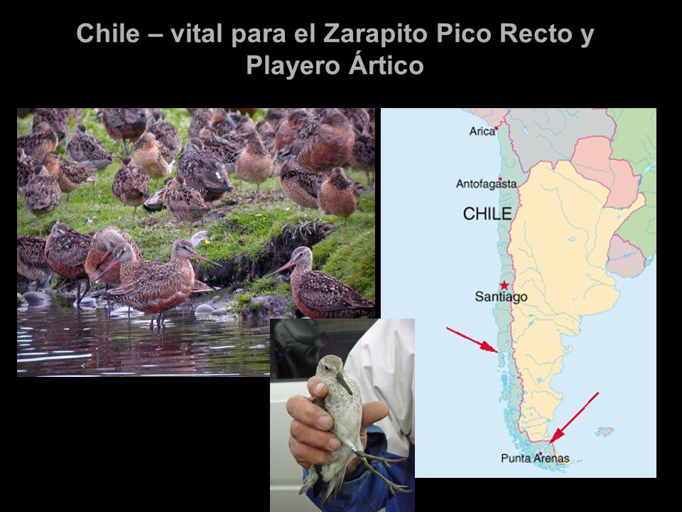Chile – vital para el Zarapito Pico Recto y Playero Ártico