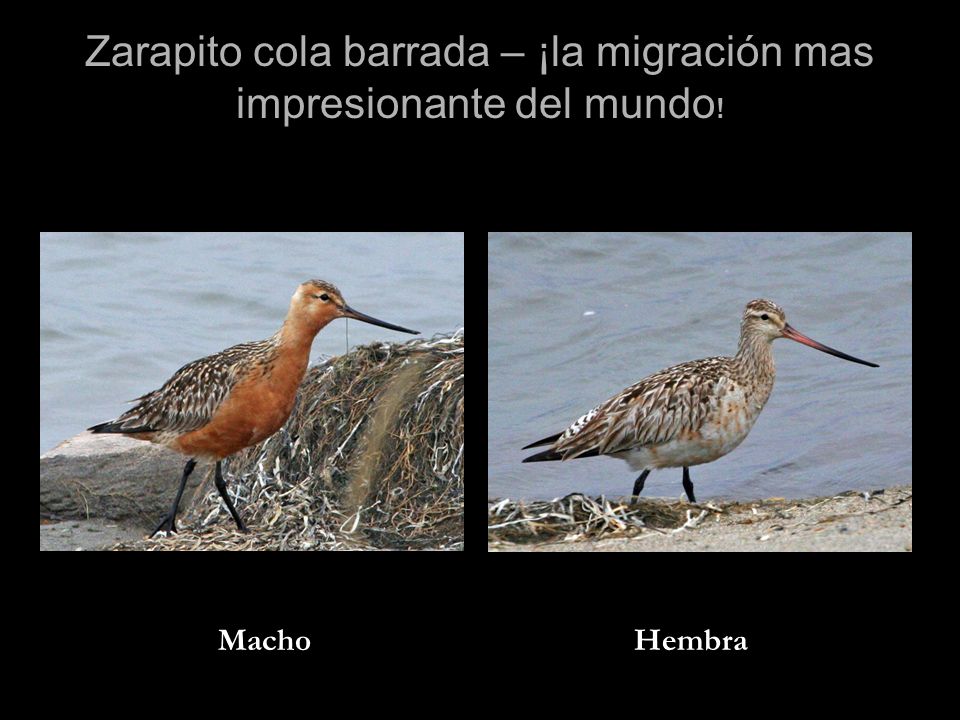 Zarapito cola barrada – ¡la migración mas impresionante del mundo!