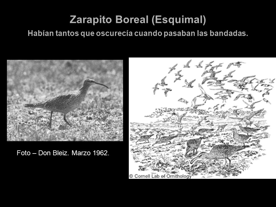 Zarapito Boreal (Esquimal) Habían tantos que oscurecía cuando pasaban las bandadas.