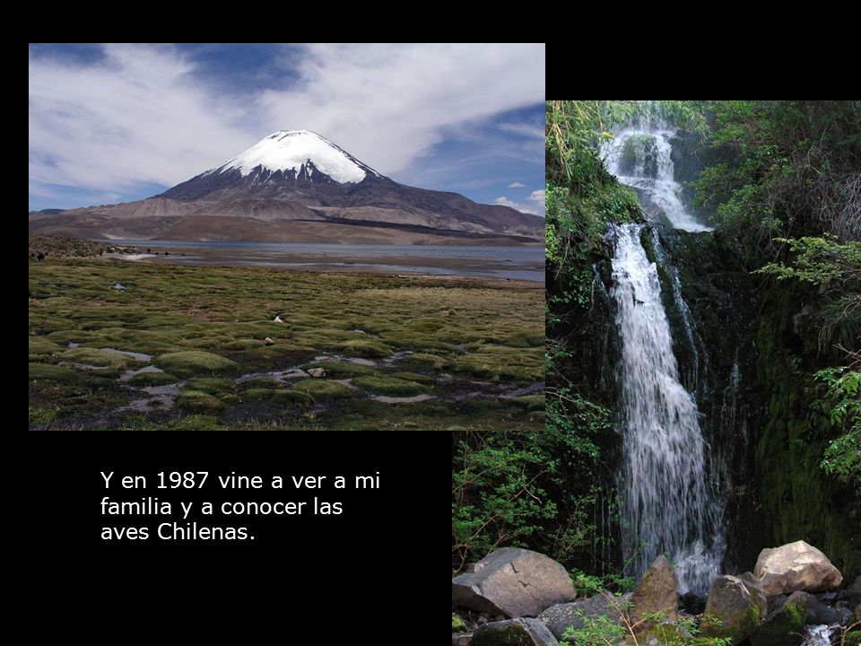 Y en 1987 vine a ver a mi familia y a conocer las aves Chilenas.