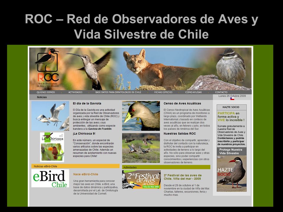 ROC – Red de Observadores de Aves y Vida Silvestre de Chile