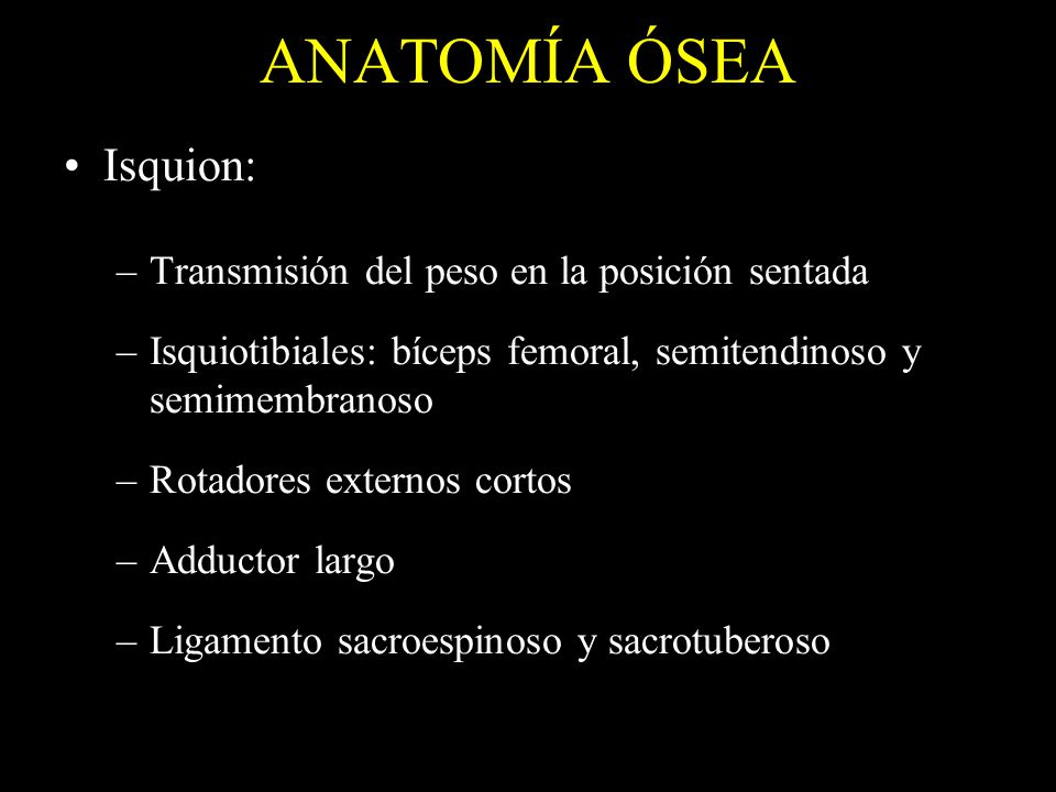 ANATOMÍA ÓSEA Isquion: Transmisión del peso en la posición sentada