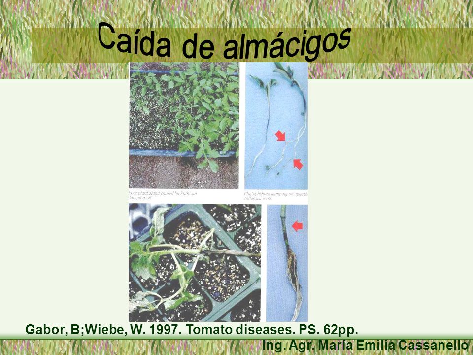 Caída de almácigos Gabor, B;Wiebe, W Tomato diseases. PS. 62pp.