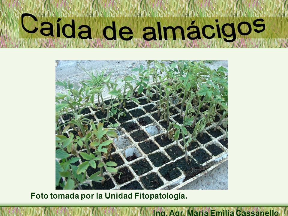 Caída de almácigos Foto tomada por la Unidad Fitopatología.