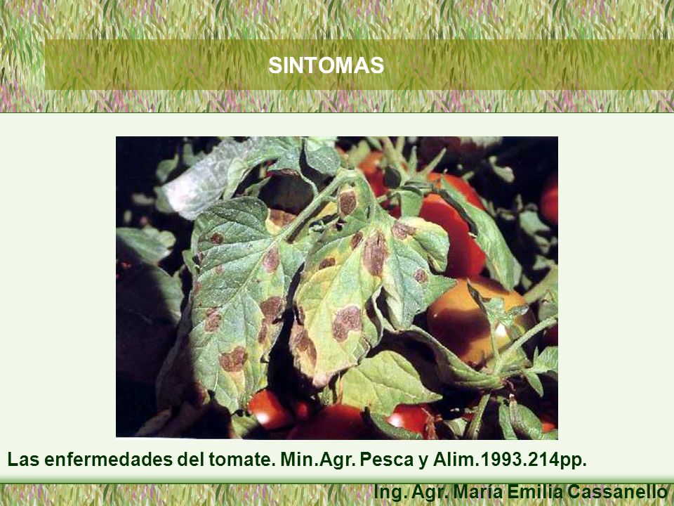 SINTOMAS Las enfermedades del tomate. Min.Agr. Pesca y Alim pp.
