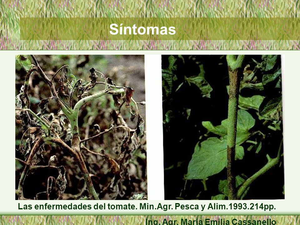 Síntomas Las enfermedades del tomate. Min.Agr. Pesca y Alim pp.