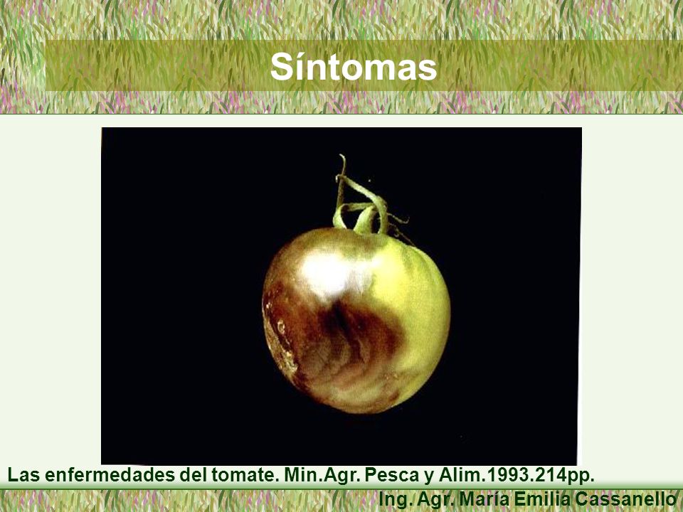 Síntomas Las enfermedades del tomate. Min.Agr. Pesca y Alim pp.