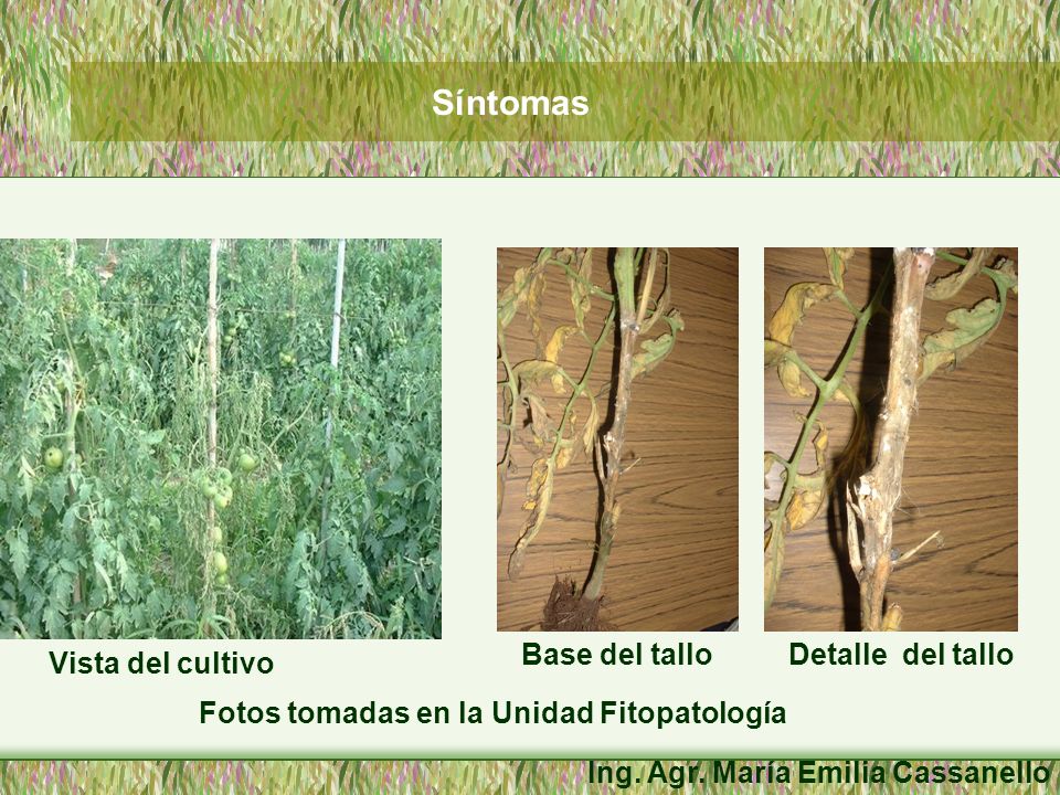 Síntomas Base del tallo Detalle del tallo Vista del cultivo