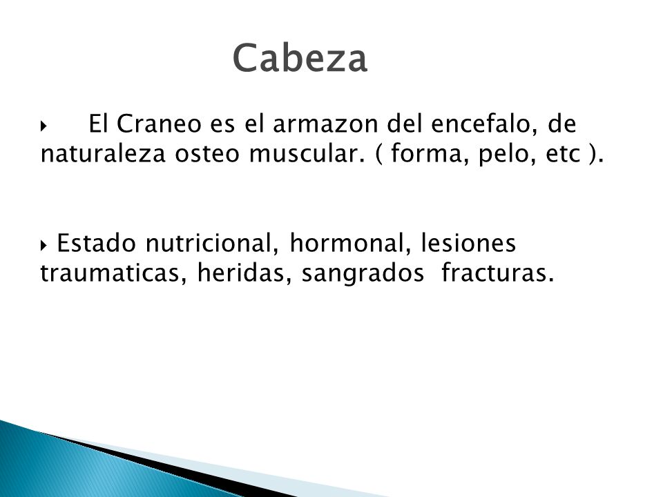 7 Cabeza. El Craneo es el armazon del encefalo, de naturaleza osteo muscular. ( forma, pelo, etc ).