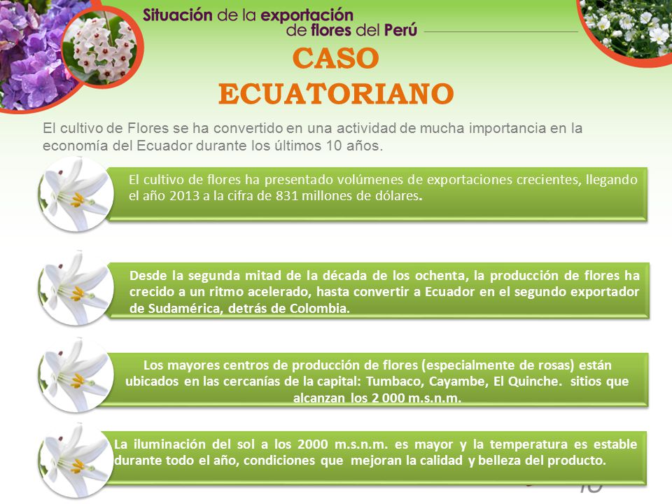 CASO ECUATORIANO El cultivo de Flores se ha convertido en una actividad de mucha importancia en la economía del Ecuador durante los últimos 10 años.