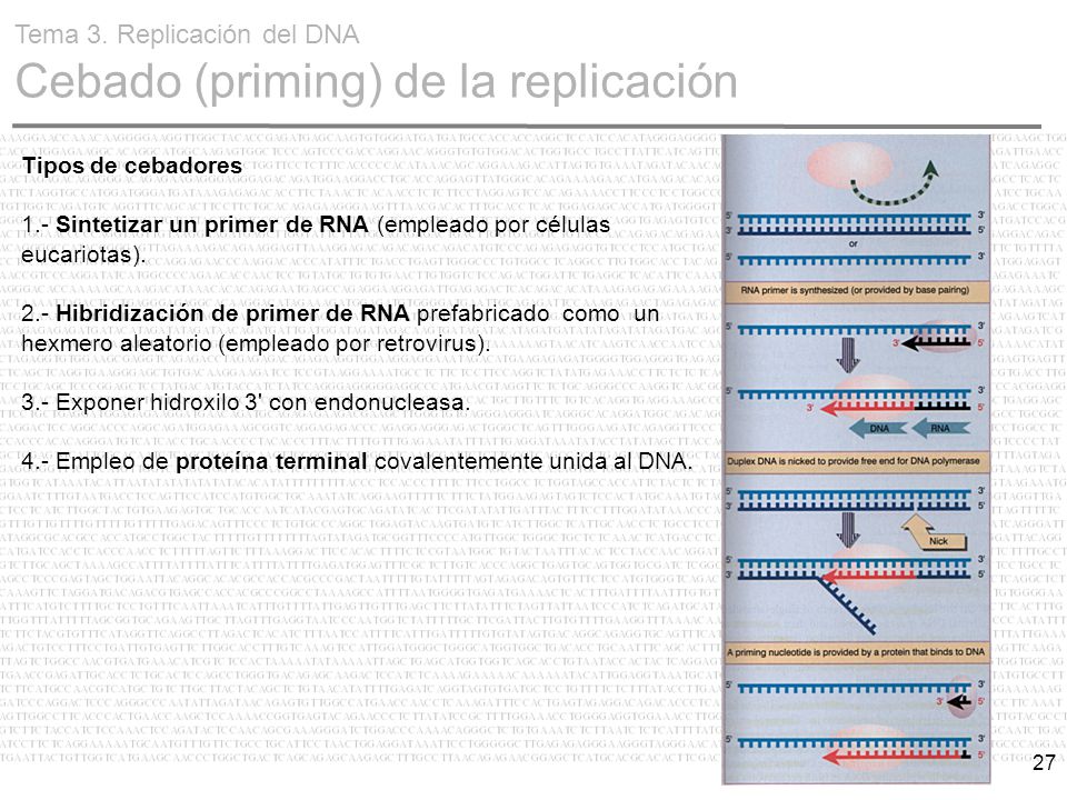 Tema 3. Replicación del DNA Cebado (priming) de la replicación