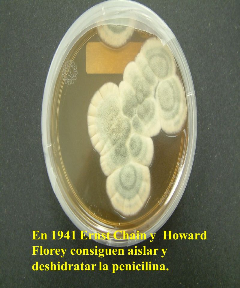 En 1941 Ernst Chain y Howard Florey consiguen aislar y deshidratar la penicilina.