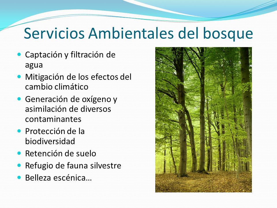 Servicios Ambientales del bosque