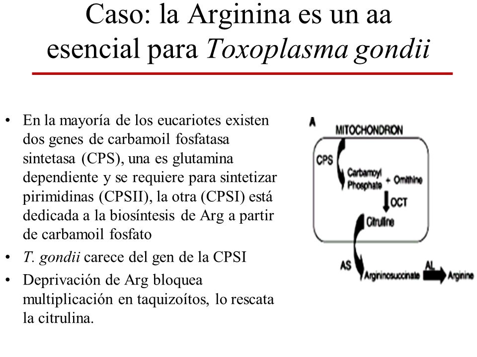 Caso: la Arginina es un aa esencial para Toxoplasma gondii