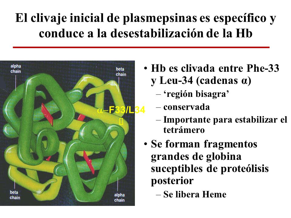 El clivaje inicial de plasmepsinas es específico y conduce a la desestabilización de la Hb
