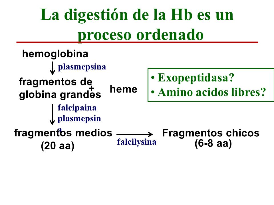La digestión de la Hb es un proceso ordenado