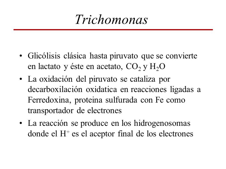 Trichomonas Glicólisis clásica hasta piruvato que se convierte en lactato y éste en acetato, CO2 y H2O.