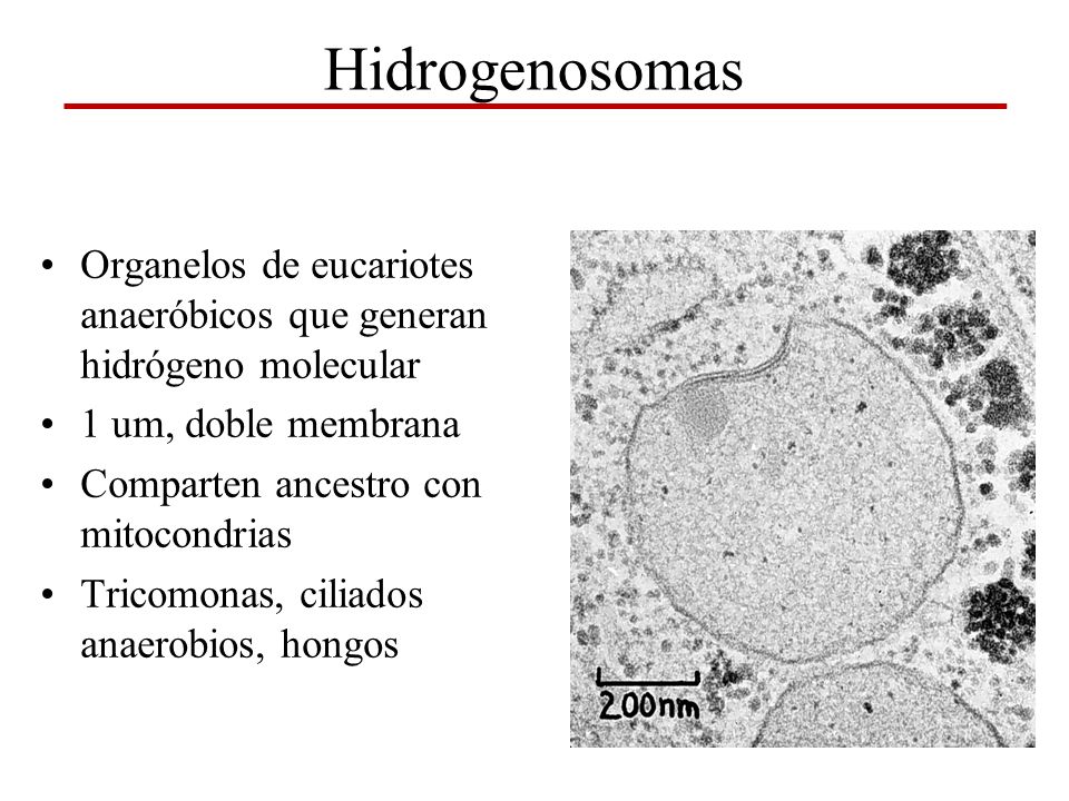 Hidrogenosomas Organelos de eucariotes anaeróbicos que generan hidrógeno molecular. 1 um, doble membrana.