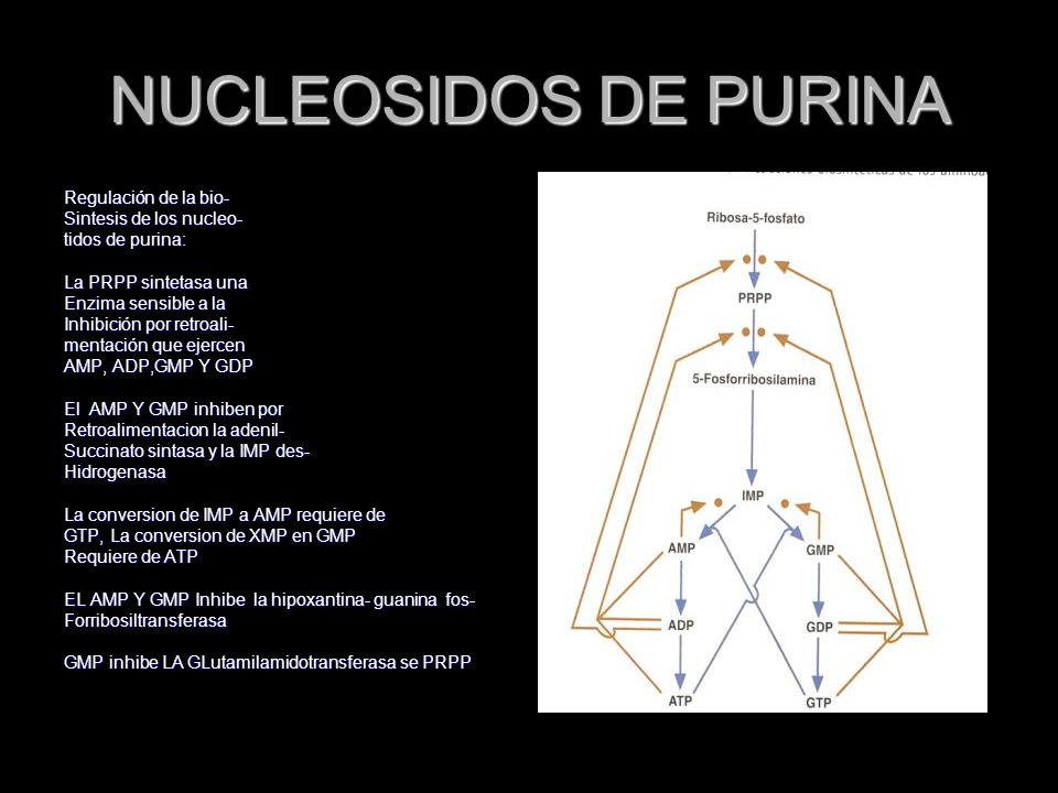 NUCLEOSIDOS DE PURINA Regulación de la bio- Sintesis de los nucleo-