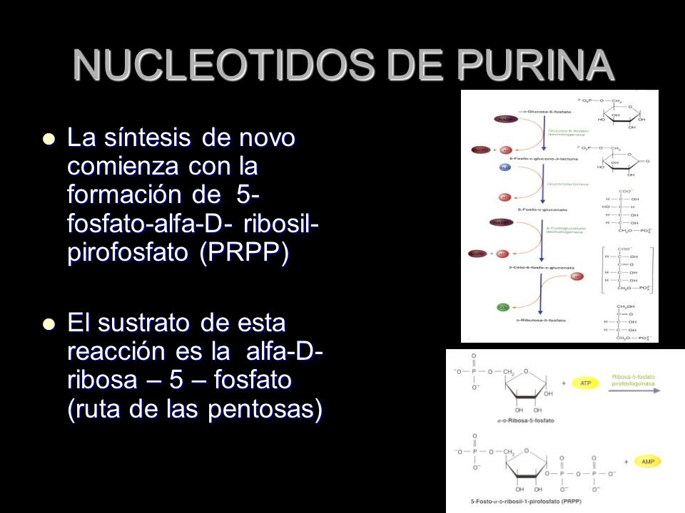 NUCLEOTIDOS DE PURINA La síntesis de novo comienza con la formación de 5-fosfato-alfa-D- ribosil-pirofosfato (PRPP)