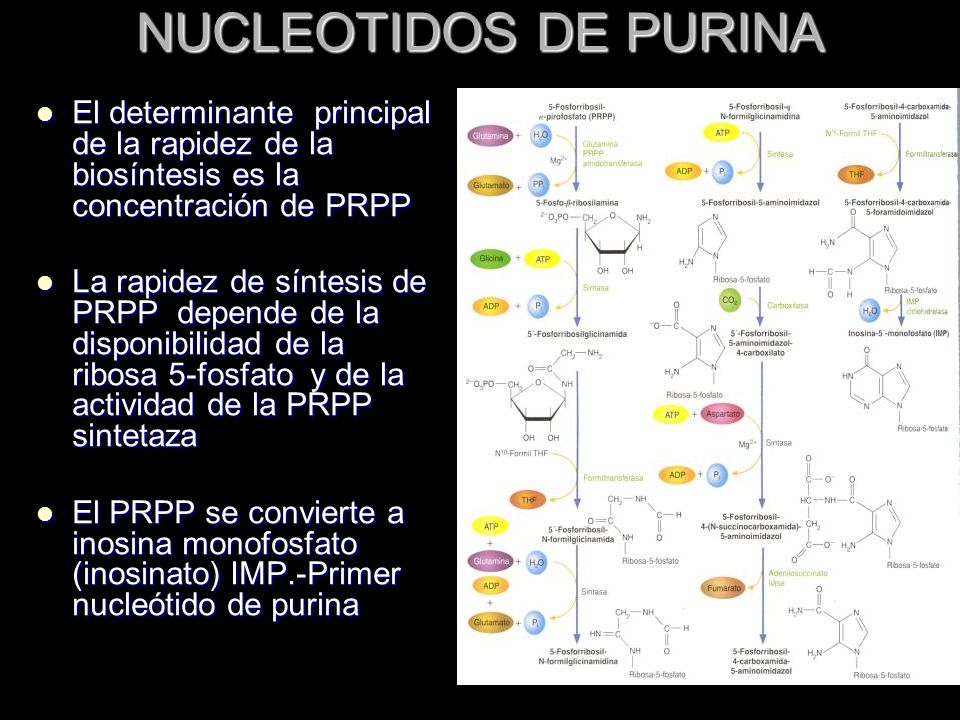 NUCLEOTIDOS DE PURINA El determinante principal de la rapidez de la biosíntesis es la concentración de PRPP.