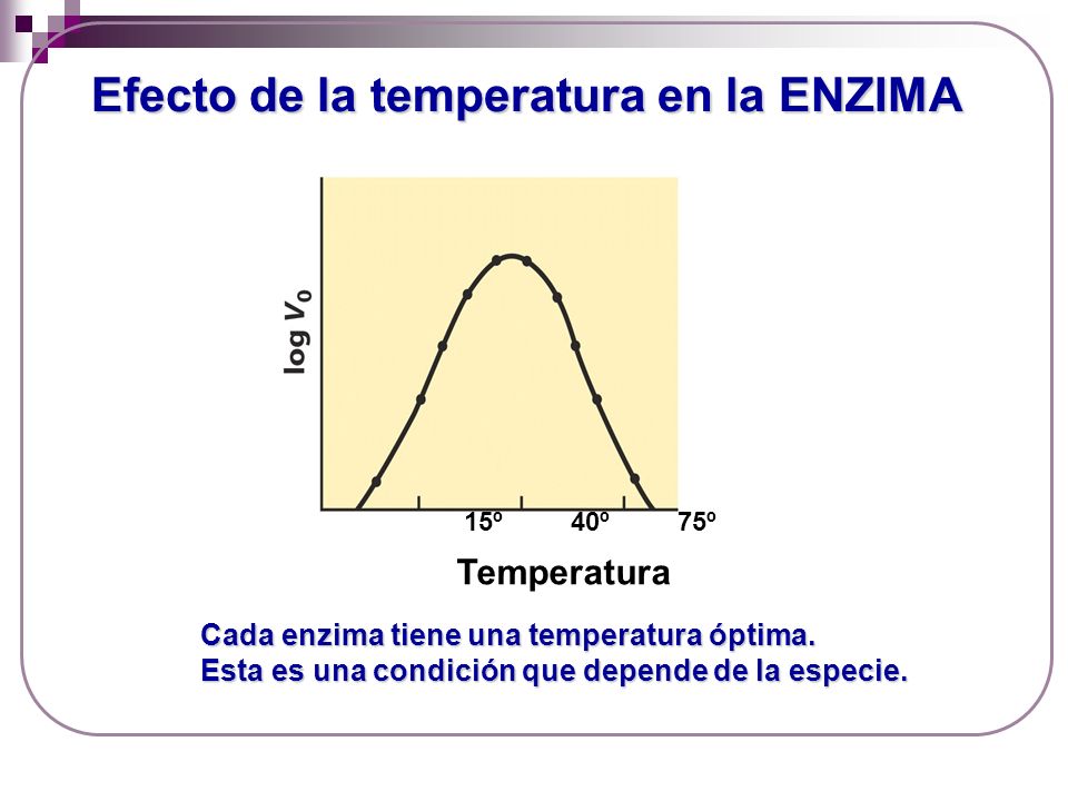 Efecto de la temperatura en la ENZIMA