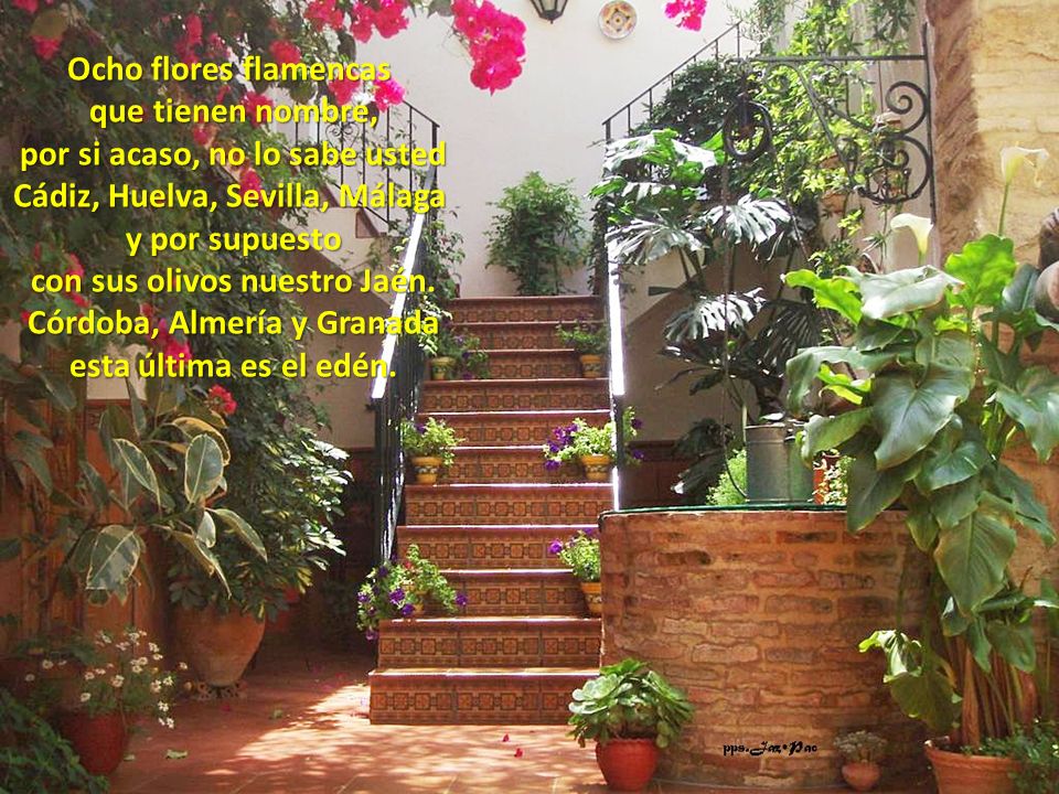 Ocho flores flamencas que tienen nombre, por si acaso, no lo sabe usted Cádiz, Huelva, Sevilla, Málaga y por supuesto con sus olivos nuestro Jaén.