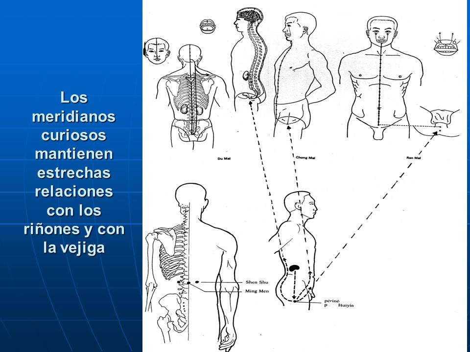 Los meridianos curiosos mantienen estrechas relaciones con los riñones y con la vejiga