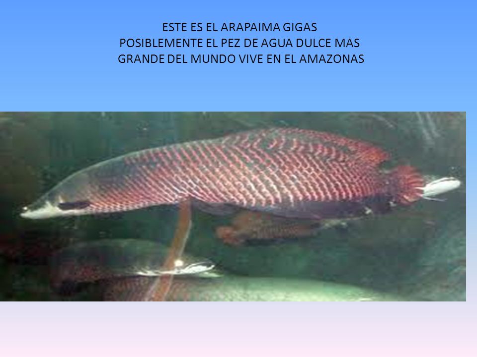 ESTE ES EL ARAPAIMA GIGAS POSIBLEMENTE EL PEZ DE AGUA DULCE MAS GRANDE DEL MUNDO VIVE EN EL AMAZONAS