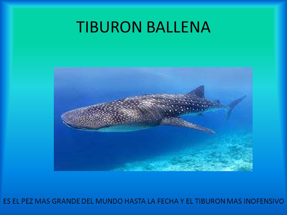 TIBURON BALLENA ES EL PEZ MAS GRANDE DEL MUNDO HASTA LA FECHA Y EL TIBURON MAS INOFENSIVO