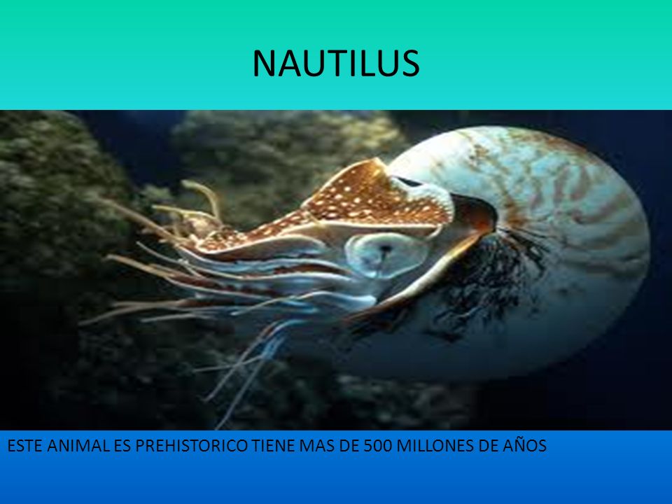 NAUTILUS ESTE ANIMAL ES PREHISTORICO TIENE MAS DE 500 MILLONES DE AÑOS