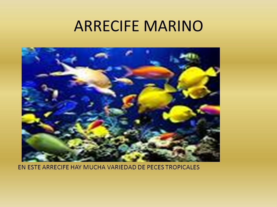ARRECIFE MARINO EN ESTE ARRECIFE HAY MUCHA VARIEDAD DE PECES TROPICALES