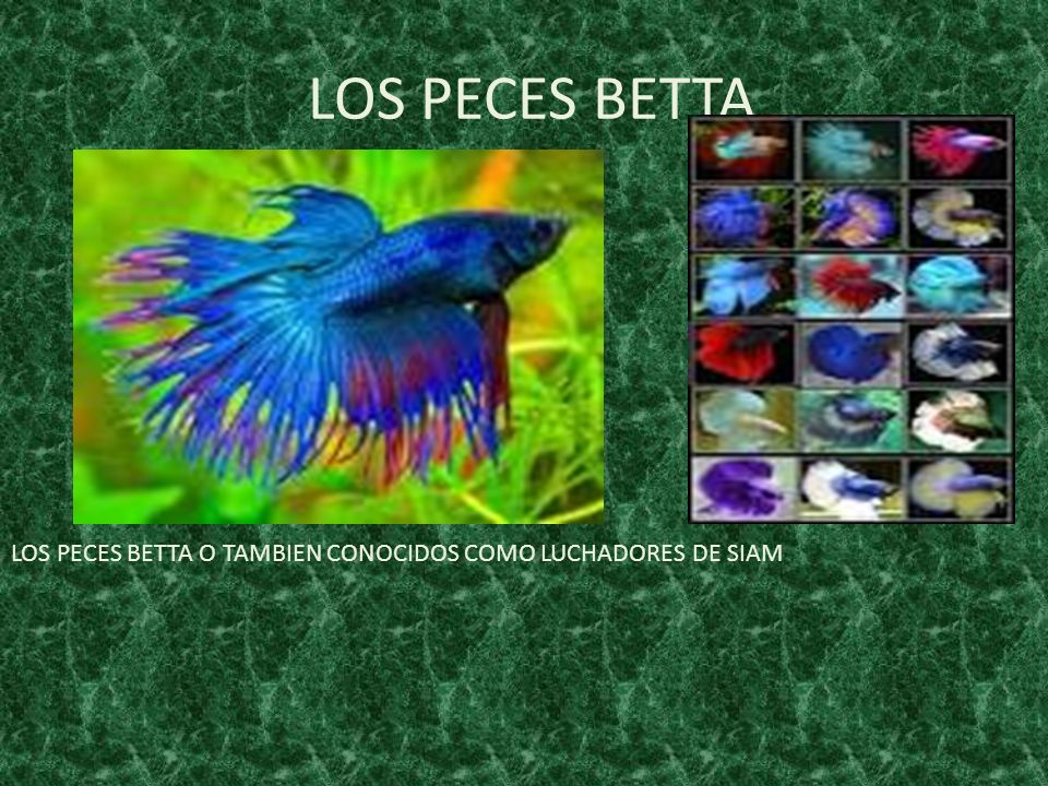 LOS PECES BETTA LOS PECES BETTA O TAMBIEN CONOCIDOS COMO LUCHADORES DE SIAM