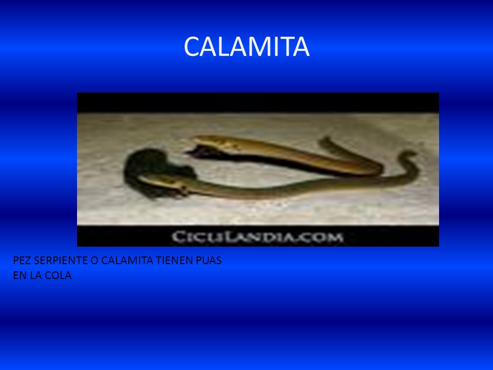 CALAMITA PEZ SERPIENTE O CALAMITA TIENEN PUAS EN LA COLA