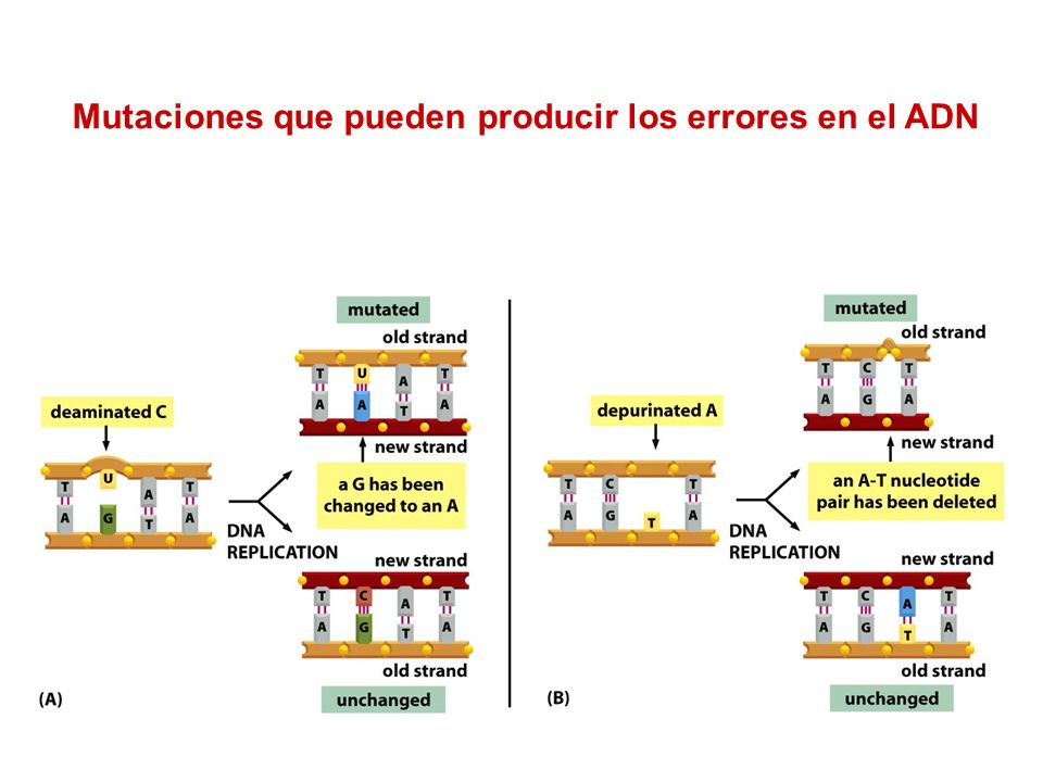 Mutaciones que pueden producir los errores en el ADN