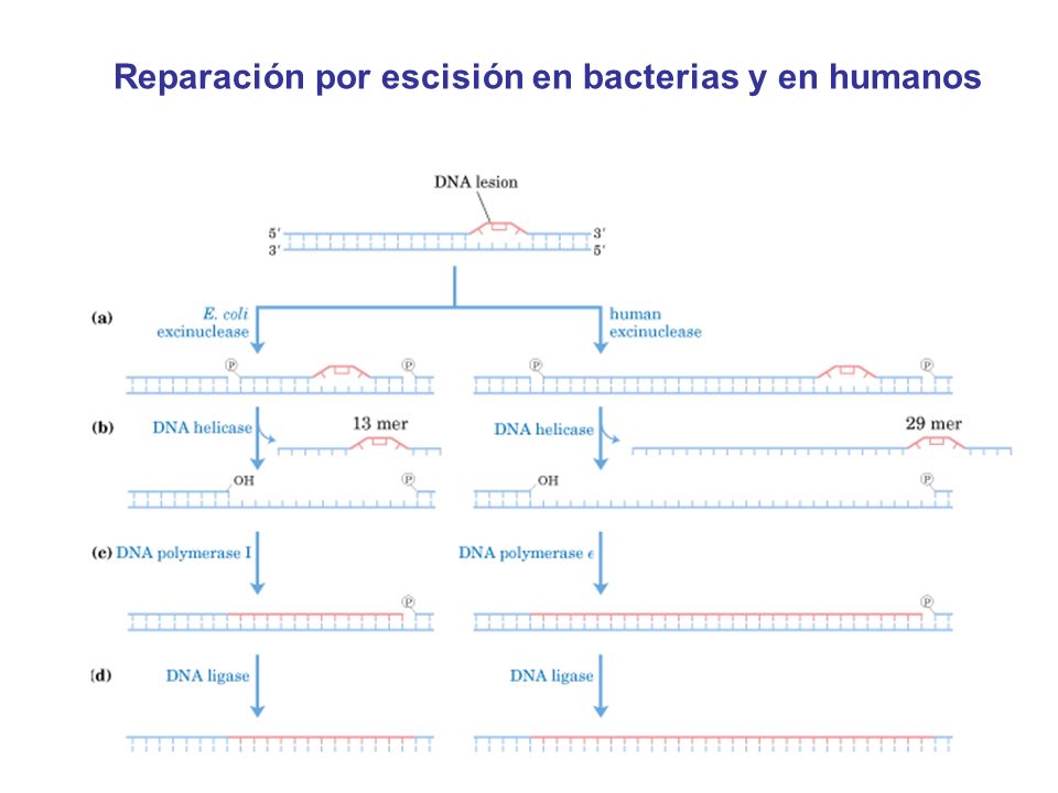Reparación por escisión en bacterias y en humanos