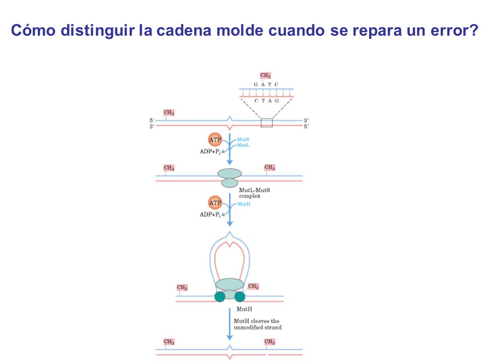 Cómo distinguir la cadena molde cuando se repara un error