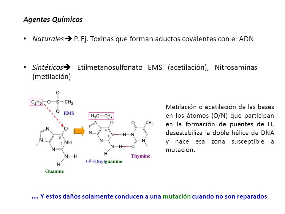 Naturales P. Ej. Toxinas que forman aductos covalentes con el ADN