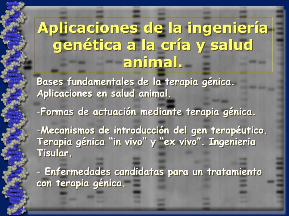 Aplicaciones de la ingeniería genética a la cría y salud animal.