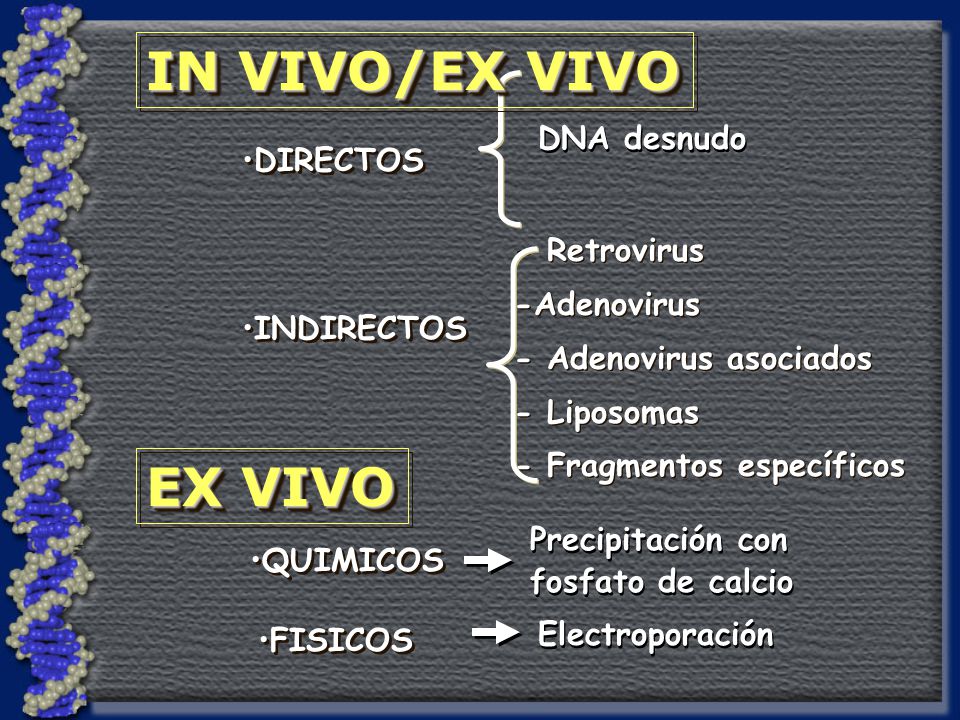 IN VIVO/EX VIVO EX VIVO DNA desnudo DIRECTOS - Retrovirus -Adenovirus