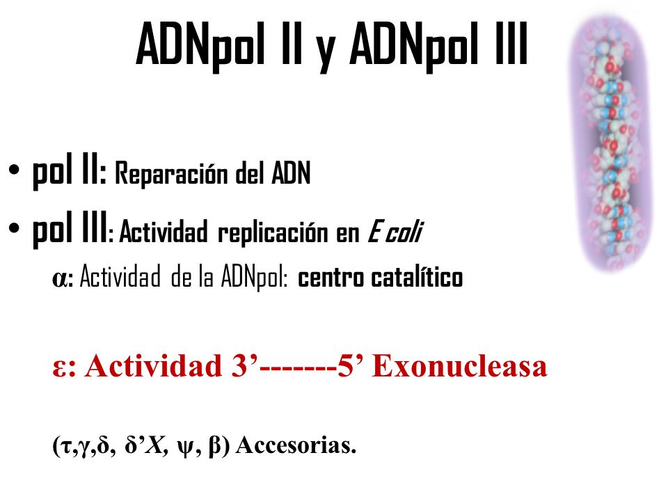 ADNpol II y ADNpol III pol II: Reparación del ADN