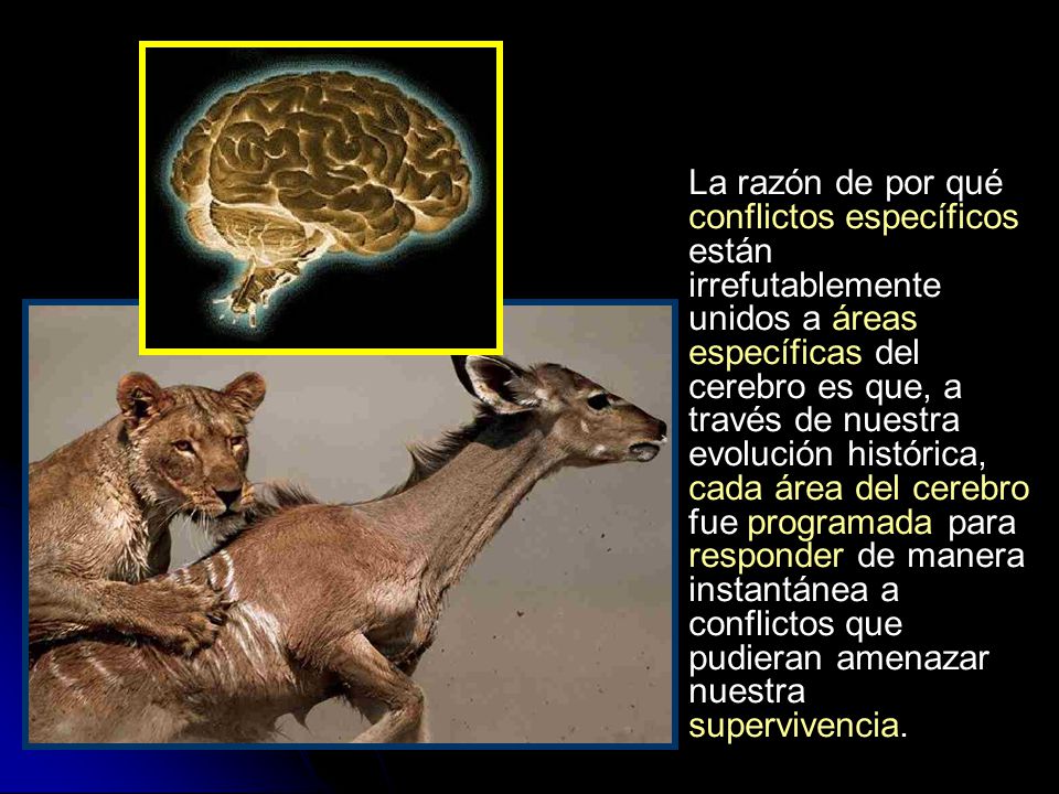 La razón de por qué conflictos específicos están irrefutablemente unidos a áreas específicas del cerebro es que, a través de nuestra evolución histórica, cada área del cerebro fue programada para responder de manera instantánea a conflictos que pudieran amenazar nuestra supervivencia.