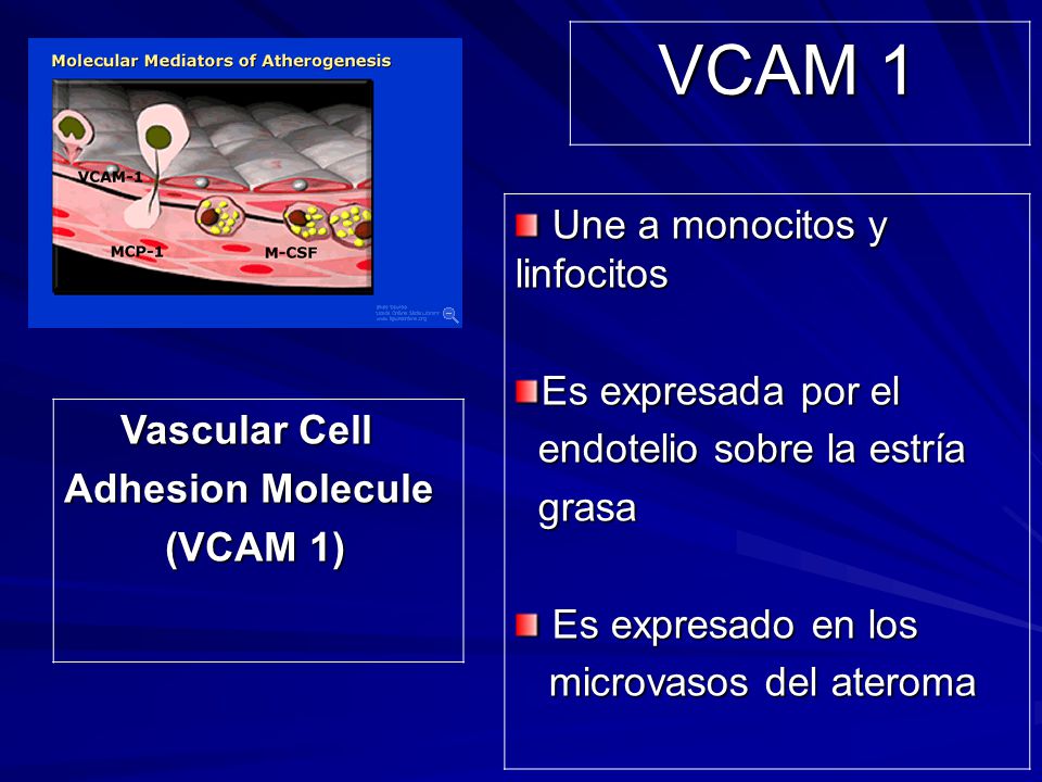 VCAM 1 Une a monocitos y linfocitos Es expresada por el Vascular Cell