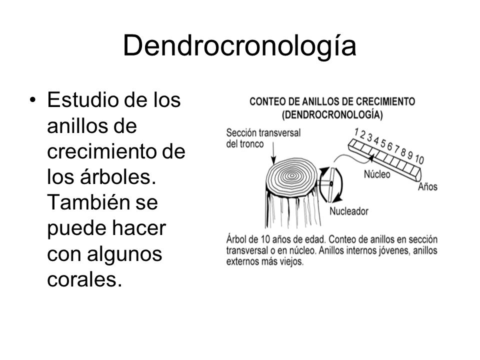 Dendrocronología Estudio de los anillos de crecimiento de los árboles.