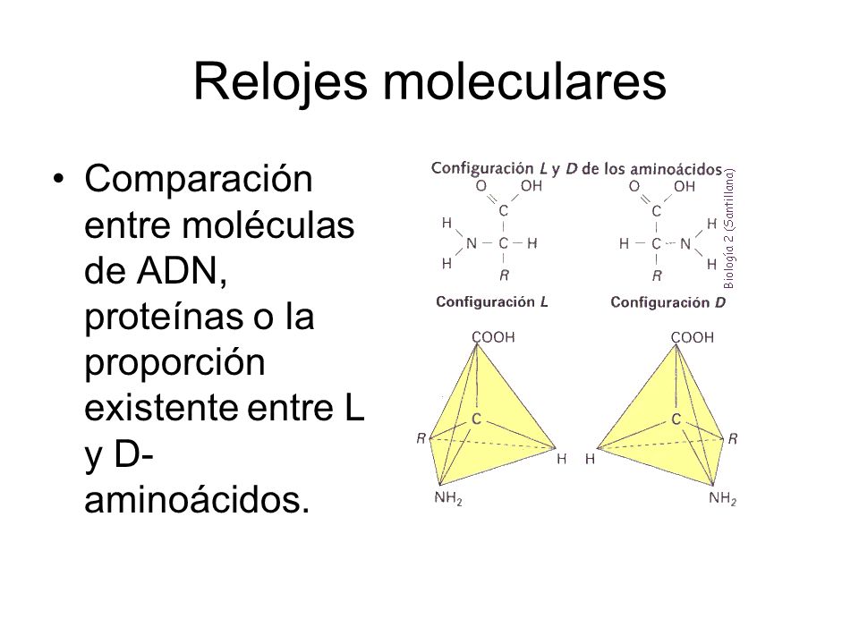 Relojes moleculares Comparación entre moléculas de ADN, proteínas o la proporción existente entre L y D-aminoácidos.