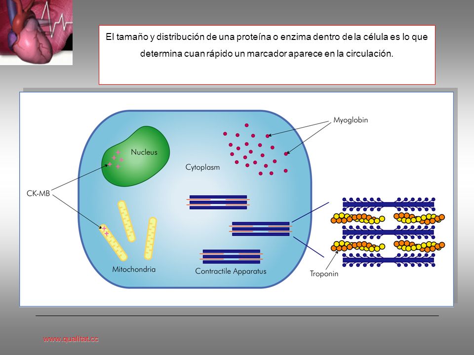 El tamaño y distribución de una proteína o enzima dentro de la célula es lo que determina cuan rápido un marcador aparece en la circulación.